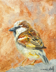 Sparrow
