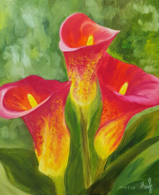 Calla lilies