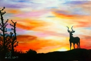 Antelope