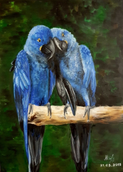 Blue macaws