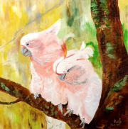 Cockatoos