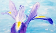 Iris