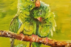 Parrots