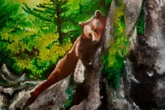 Bear