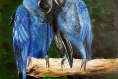 Blue macaws