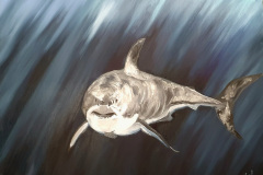 Great white shark